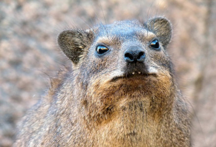 Rock Hyrax, Procavia capensis