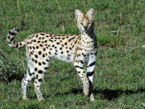 Serval, Leptailurus serval