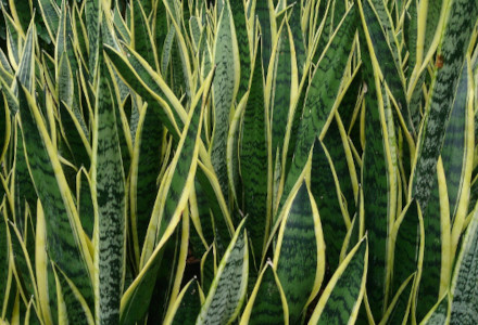 Snake Plant, Sansevieria trifasciata