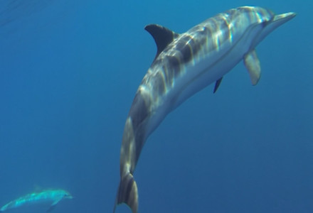 Striped Dolphin, Stenella coeruleoalba