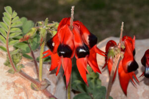 Sturt's Desert Pea, Swainsona formosa