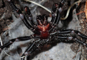 Sydney Funnel-web Spider, Atrax robustus