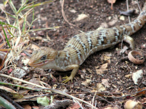 Texas Alligator Lizard, Gerrhonotus infernalis