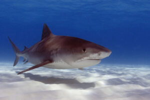 Tiger Shark, Galeocerdo cuvier