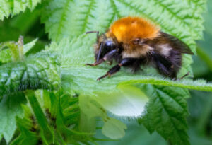 Tree Bumblebee, Bombus hypnorum