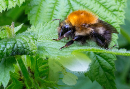 Tree Bumblebee, Bombus hypnorum