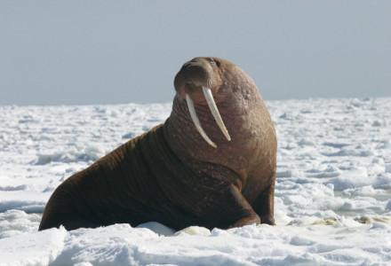 Walrus, Odobenus rosmarus