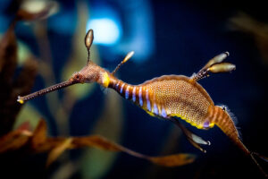 Weedy Seadragon, Phyllopteryx taeniolatus