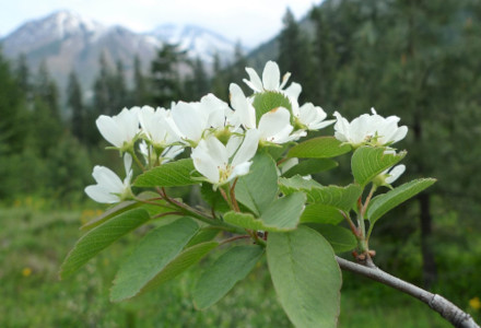 Western Juneberry, Amelanchier alnifolia