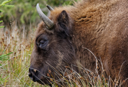 Wisent, Bison bonasus