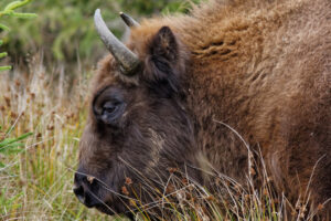 Wisent, Bison bonasus