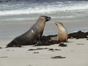 Australian Sea Lion