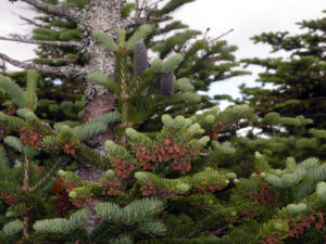 Balsam Fir, Abies balsamea