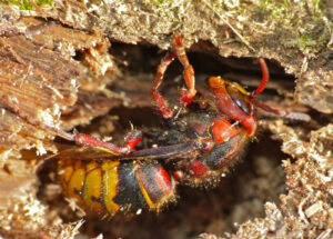 European Hornet, Vespa crabro