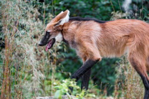 Maned Wolf, Chrysocyon brachyurus