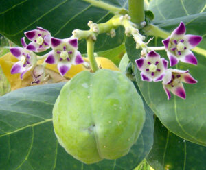 Apple of Sodom, Calotropis procera