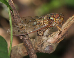 Evening Cicada, Tanna japonensis