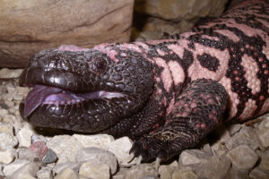 Gila Monster, Heloderma suspectum