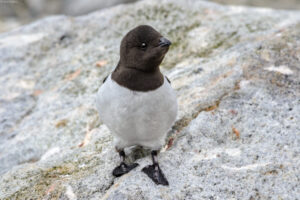 Little Auk, Alle alle