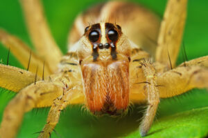 Rabid Wolf Spider, Rabidosa rabida