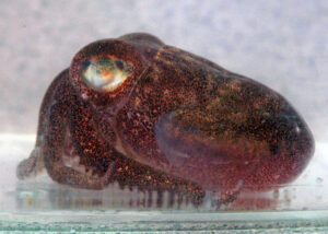 Stubby Squid, Rossia pacifica