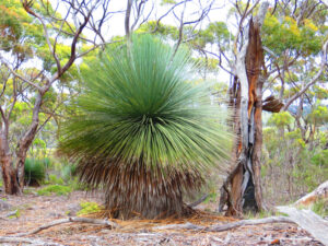 Tufted Grass Tree, Xanthorrhoea semiplana