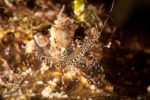 Spotted Cleaner Shrimp, Periclimenes yucatanicus