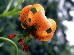 American Tiger Lily, Lilium superbum