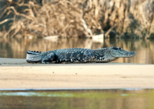 Black Caiman, Melanosuchus niger