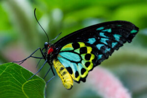 Cairns Birdwing, Ornithoptera euphorion