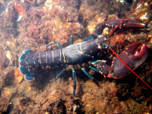 European Lobster, Hommarus gammarus