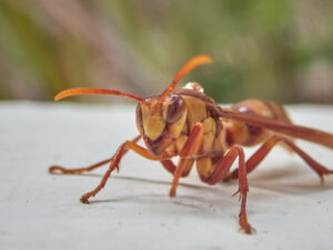 Executioner Wasp, Polistes carnifex