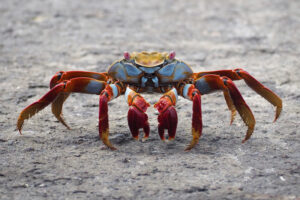 Red Rock Crab, Grapsus, grapsus