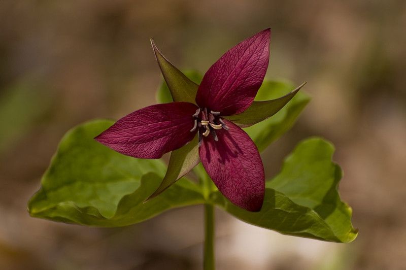 Red Trillium, Trillium erectum