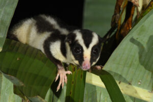 Striped Possum