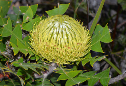 Bird's nest Banksia, Banksia baxteri