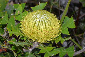 Bird's nest Banksia, Banksia baxteri