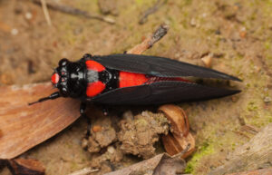 Black and Scarlet Cicada, Huechys sanguinea