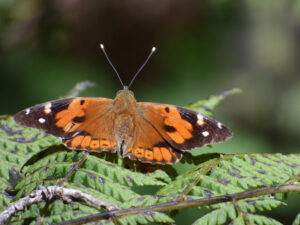 Kamehameha Butterfly, Vanessa tameamea