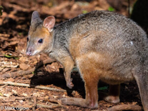 Red-Legged Pademelon, Thylogale stigmatica