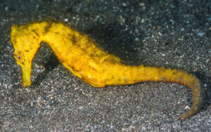 Spotted Seahorse, Hippocampus kuda