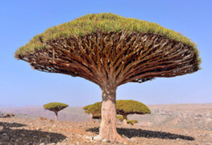 Socotra Dragon Tree, Dracaena cinnabari