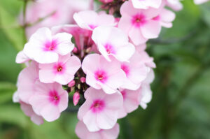 Fall Phlox, Phlox paniculata